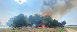 5 lipca bieżącego roku około godz. 13:00 doszło do pożaru lasu i traw w miejscowości Zdziwój Nowy gm. Chorzele.
W chwili przyjazdu jednostek ochrony przeciwpożarowej ogniem objęte było ok. 50m2 działki właściciela oraz 12 arów lasu sosnowego – samosiewu.
Strażacy po zabezpieczeniu miejsca zdarzenia przystąpili do gaszenia pożaru podając prądy gaśnicze wody w natarciu na pożar oraz prąd wody w obronie na pobliskie budynki. Zagrożony był także duży kompleks leśny.
Działania ratowniczo - gaśnicze trwały 2 godziny i uczestniczyło 8 zastępów straży pożarnej:
• JRG Przasnysz,
• OSP Chorzele – 2 zastępy,
• OSP Rycice,
• OSP Budki,
• OSP Duczymin,
• OSP Nowa Wieś,
• OSP Zdziwój Stary.