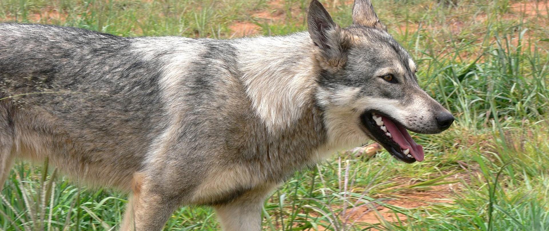 Wilk z otwartym pyskiem