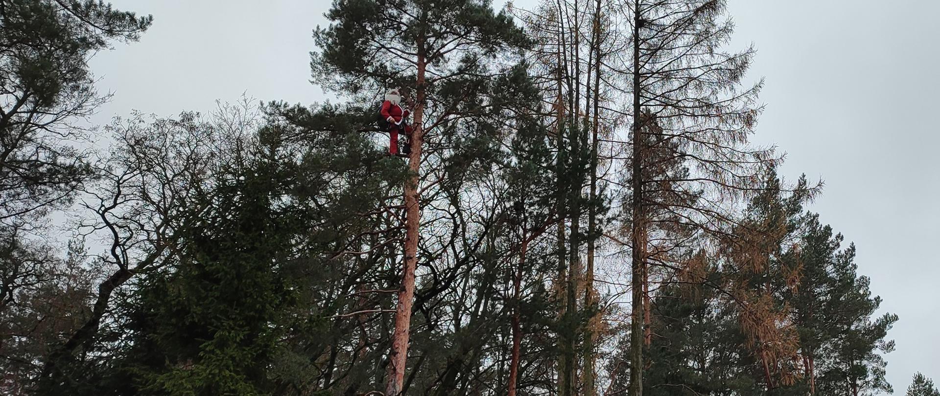 Uwięziony na drzewie Święty Mikołaj
