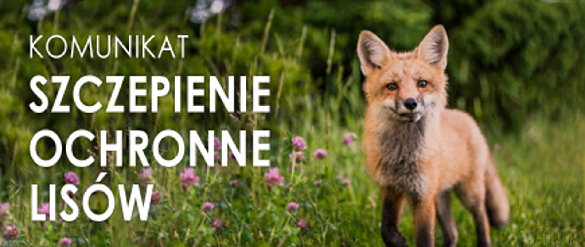 Komunikat - Szczepienie ochronne lisów