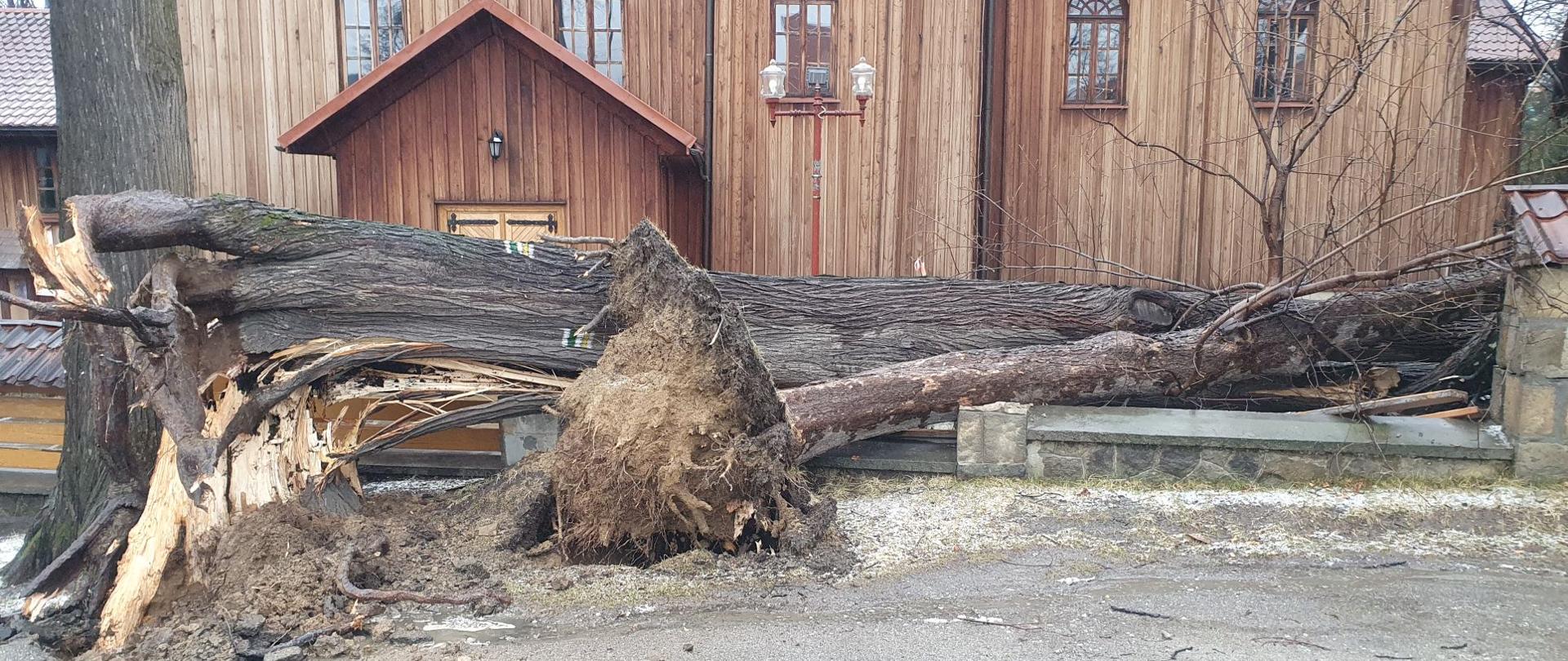 Zdjęcie przedstawia uszkodzone drzewa, które uległy przewróceniu w wyniku oddziaływania silnego wiatru oraz zniszczone ogrodzenie. W tle widoczny budynek kościoła parafialnego. 