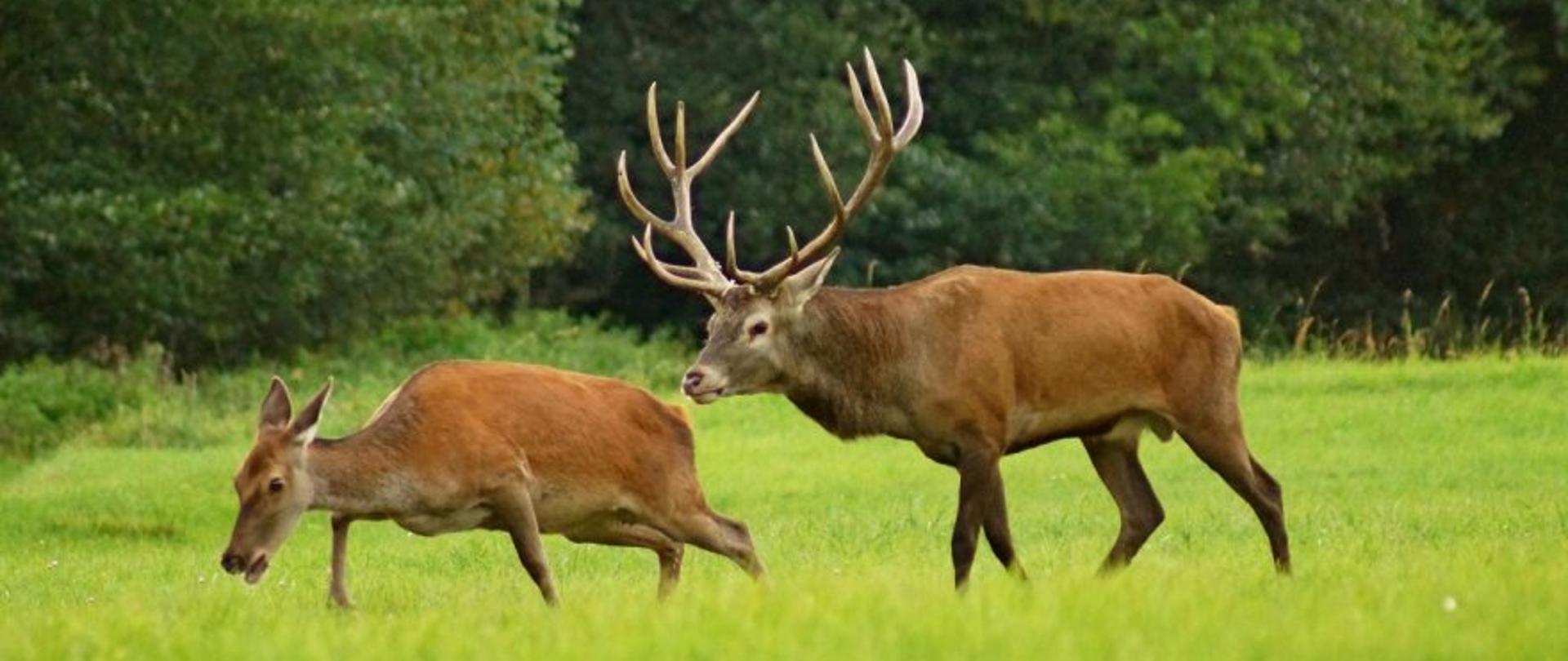 Jelenie na zielonej łące, w tle las