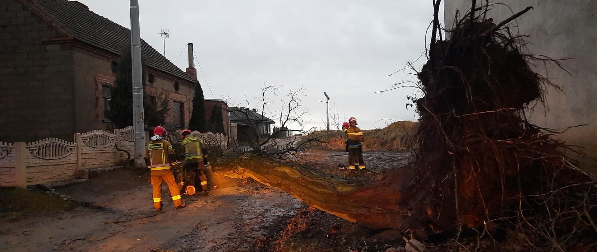 SILNE WIATRY NAD POWIATEM KOŚCIAŃSKIM. Na zdjęciu widać przewrócone drzewo, wyrwane z korzeniami z ziemi, strażacy pracują przy nim, tnąc je na drobne kawałki, usuwają zagrożenie.
