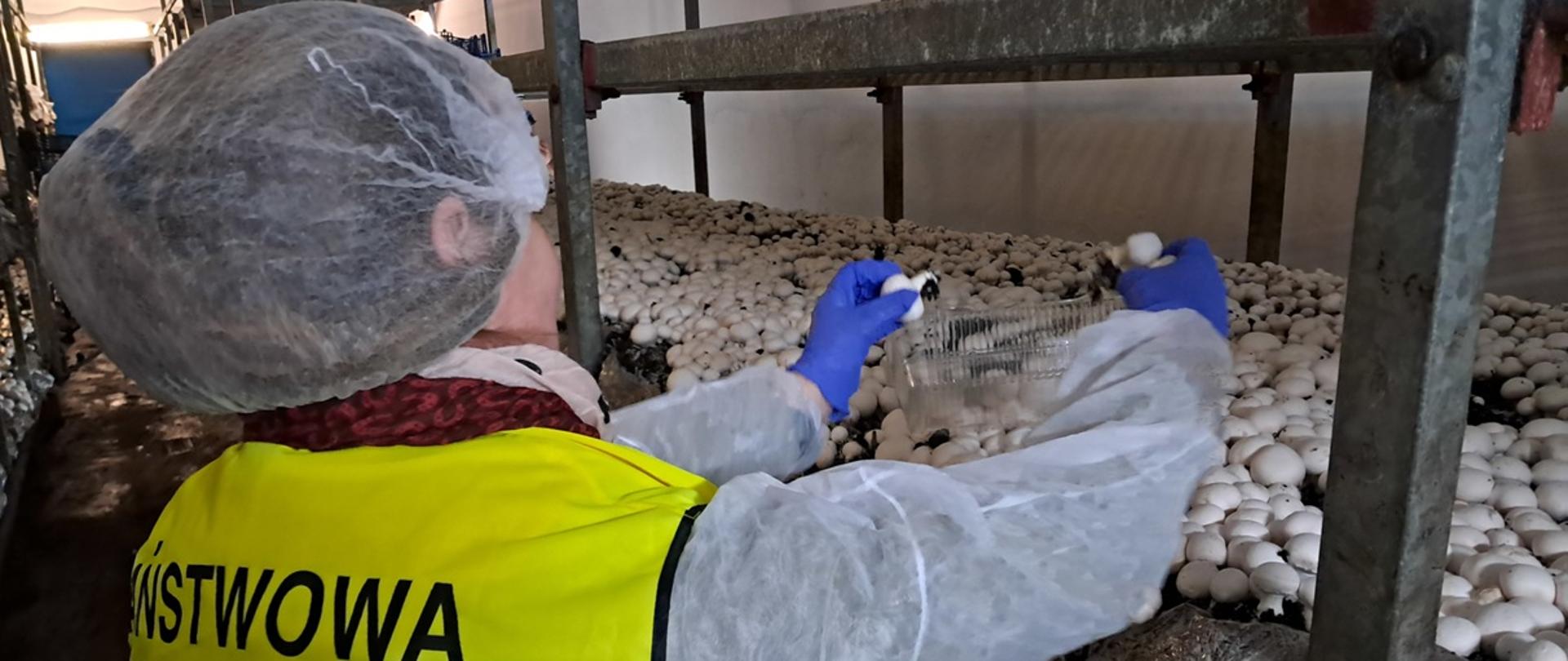 Pobieranie pieczarek w celu uzyskania próbki laboratoryjnej ramach urzędowej kontroli. Kobieta w fartuchu i czepku zrywa pieczarki.