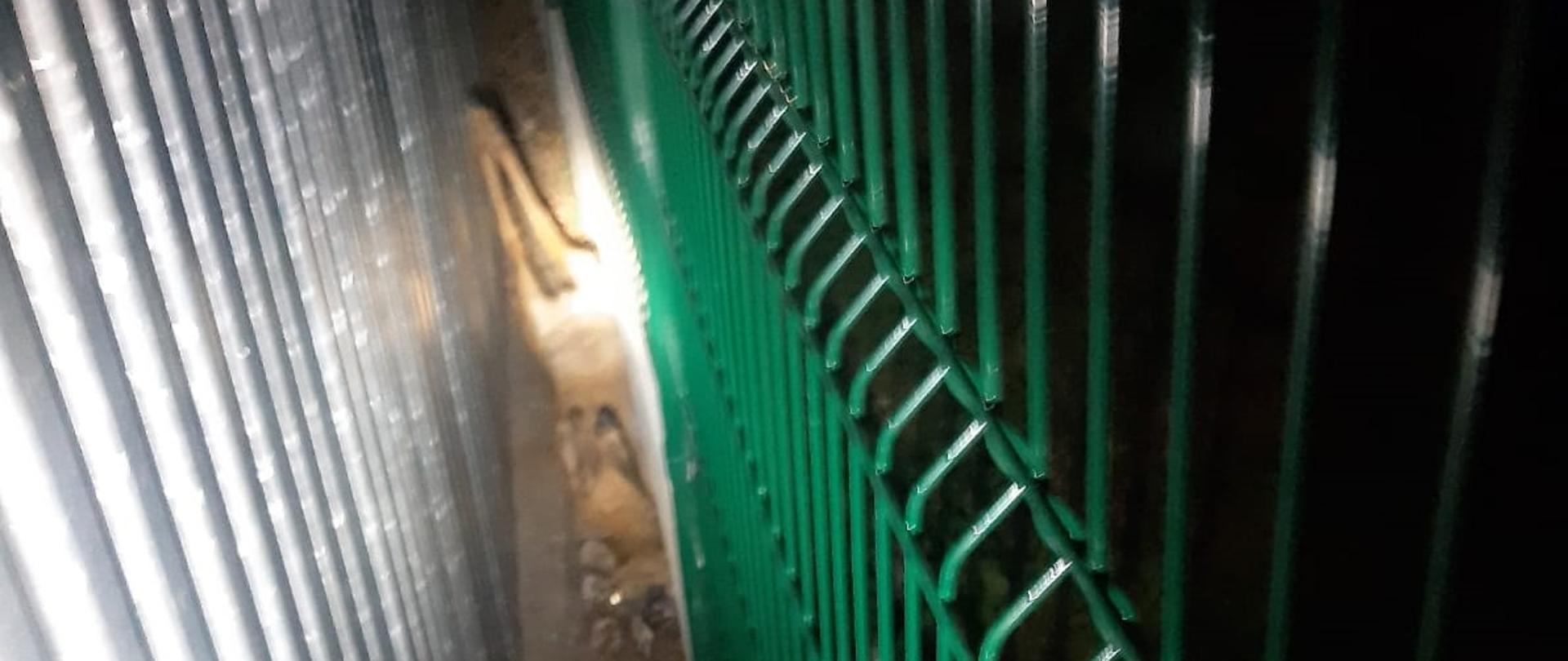 Na zdjęciu sarna, leży na plecach. Po lewej stronie ściana metalowego garażu. Po prawej zielone ogrodzenie. Światło sztuczne. Pora nocna.