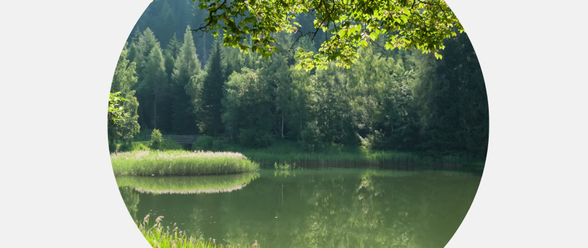 Na zdjęciu widzimy staw w otoczeniu zielonych drzew i traw.