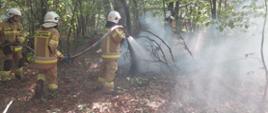 Strażacy podają dwa prądy wody w lesie.