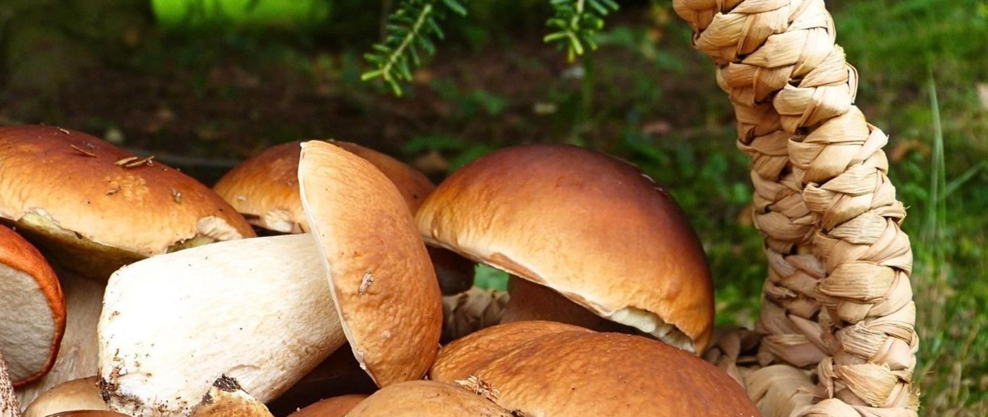 Bezpieczne grzybobranie