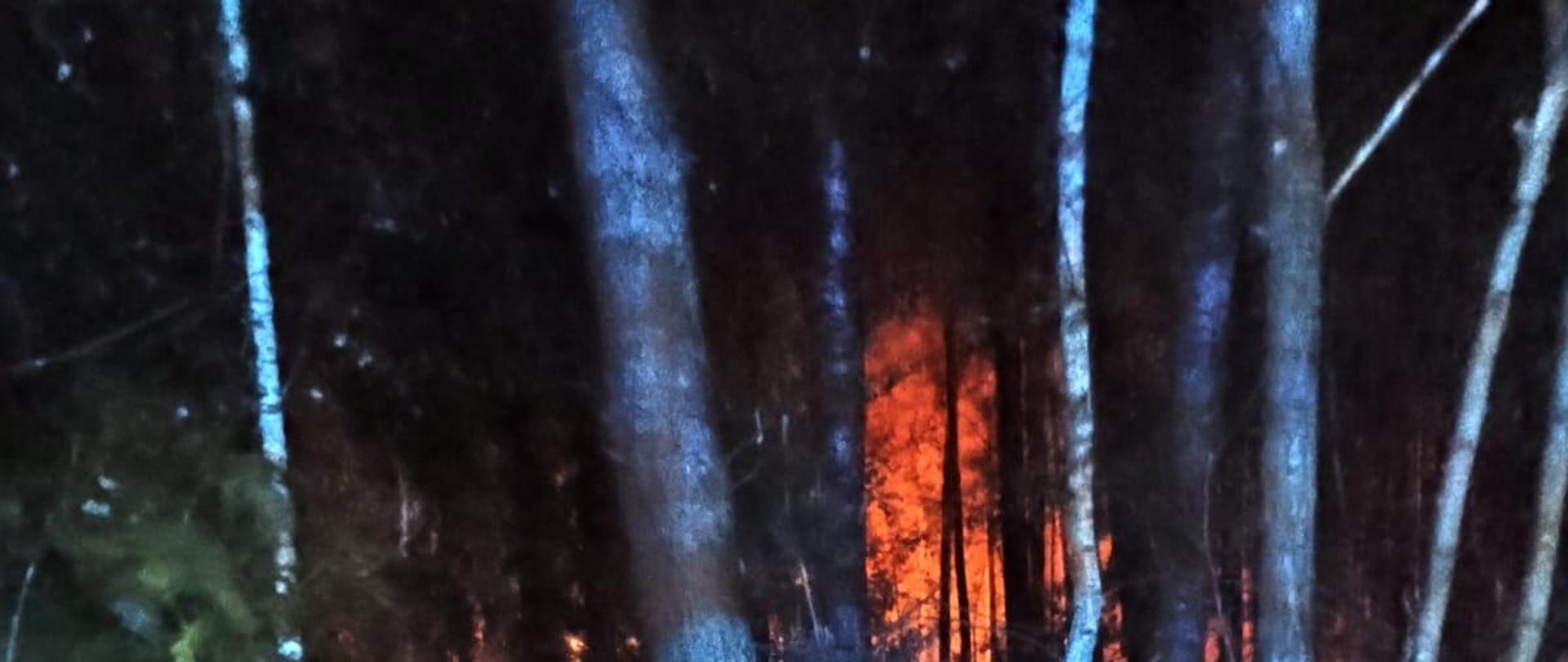 Na zdjęciu na pierwszym planie widoczne są drzewa, w oddali widoczny jest pożar poszycia leśnego.