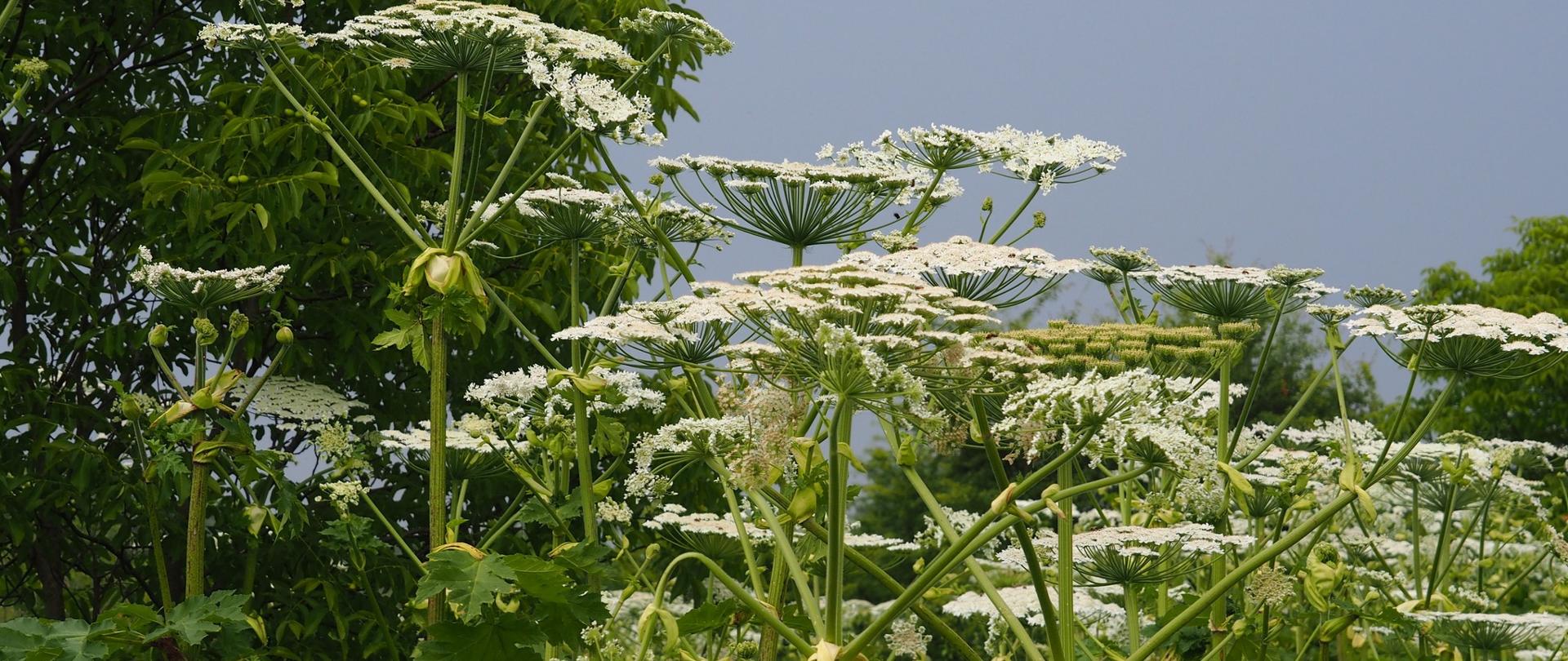 Barszcz Sosnowskiego 2