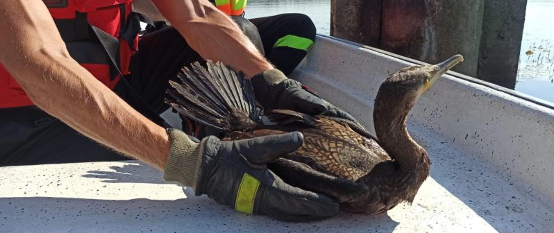 Centralny punkt zdjęcia stanowi ptak trzymany w rękach przez strażaka.Ptak stoi na siedzisku łodzi. W tle kołek betonowy do którego był uwięziony.