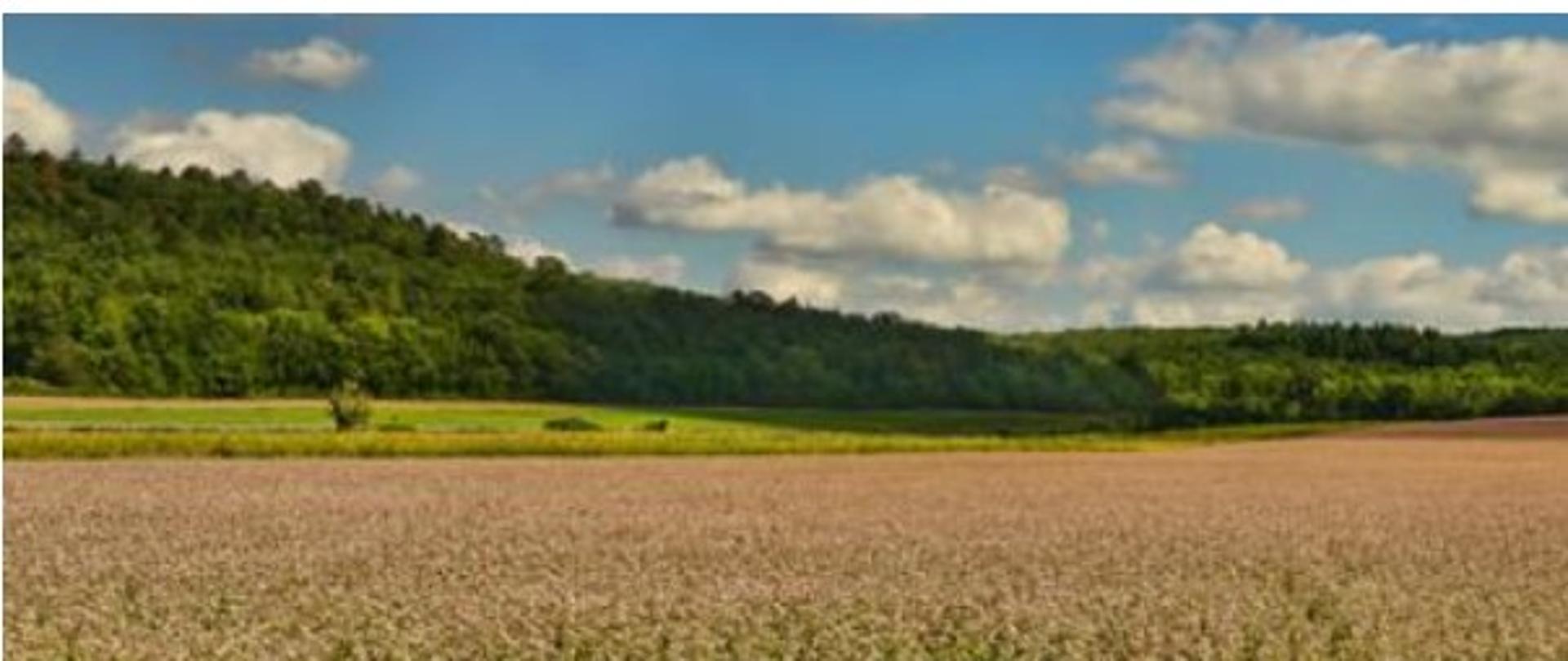 Na zdjęciu na pierwszym planie widzimy pole uprawne. Za nim widnieje las i niebieskie niebo z białymi chmurami. 