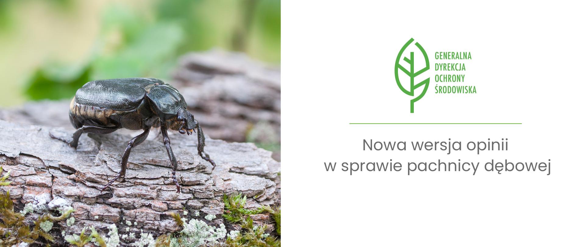 Z lewej strony zdjęcie na którym widać dużego chrząszcza idącego po korze drzewa. Z prawej strony na białym tle zielony logotyp Generalnej Dyrekcji Ochrony Środowiska (zielony liść). Pod spodem napis: "Nowa wersja opinii w sprawie pachnicy dębowej"