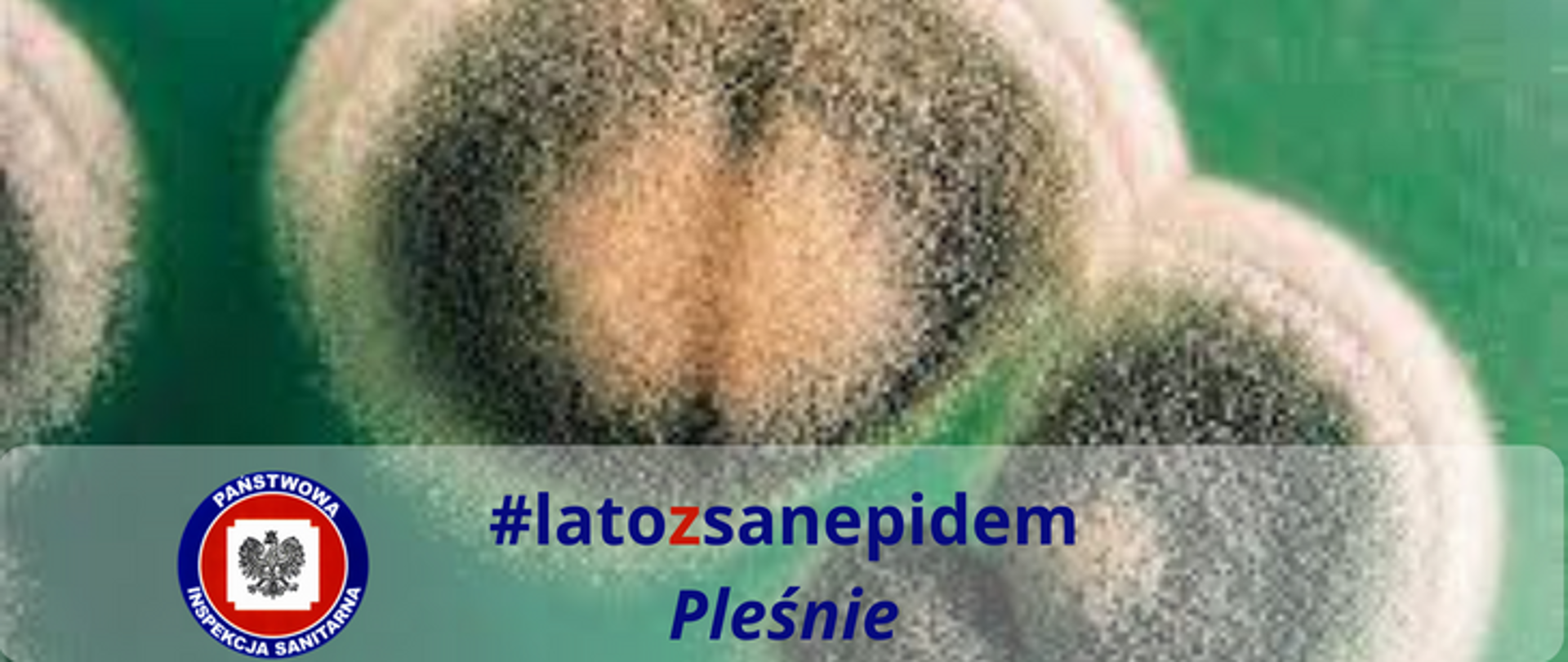 Zdjęcie przedstawiające pleśń #latozsanepidem