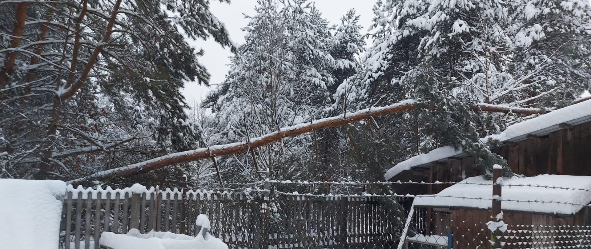Na zdjęciu przedstawiono drzewo, które pod obciążeniem śniegiem upadło na dach budynku gospodarczego.