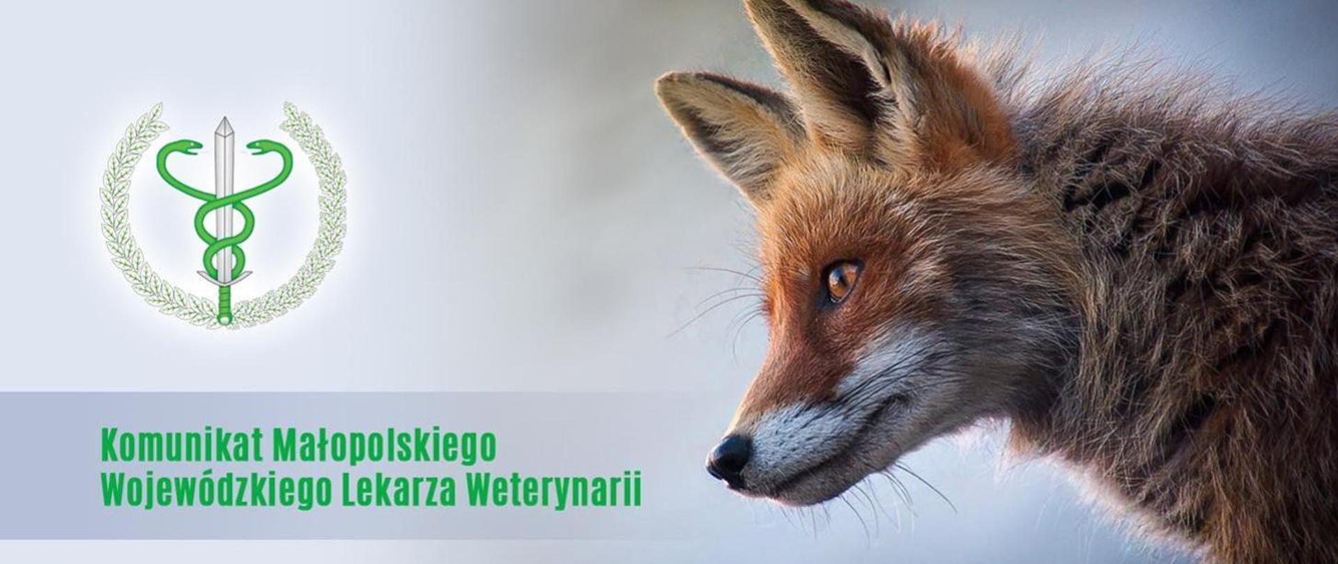 Zdjęcie lisa i napis "Komunikat Małopolskiego Wojewódzkiego Lekarza Weterynarii"