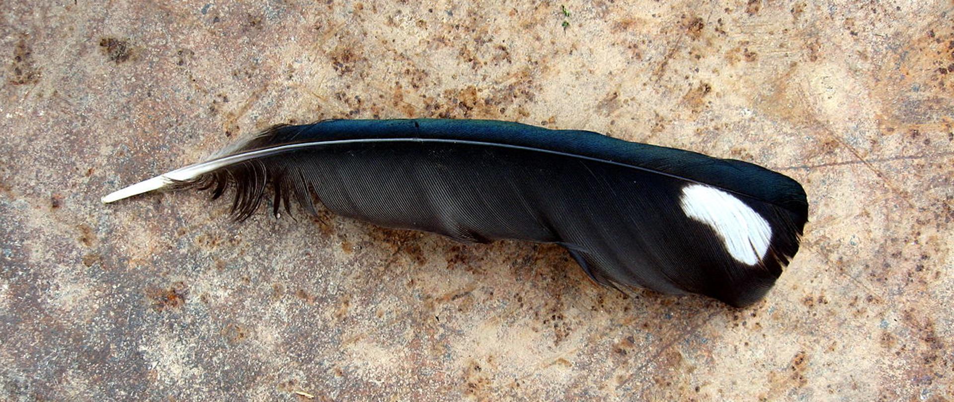 Pióro (lotka) sroki, czarne z białą plamką na czubku. 