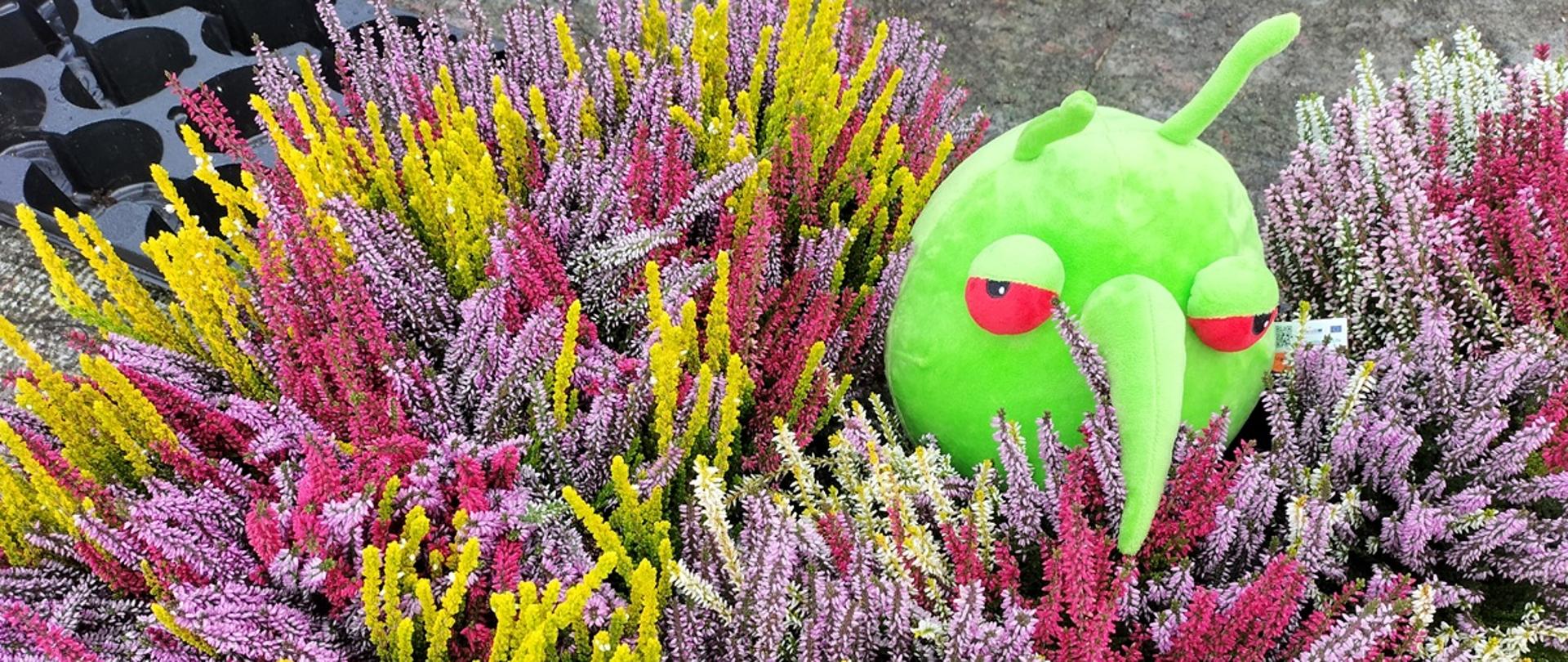 Maskotka Pesty siedzący wśród kolorowych wrzosach ułożonych w doniczkach.
