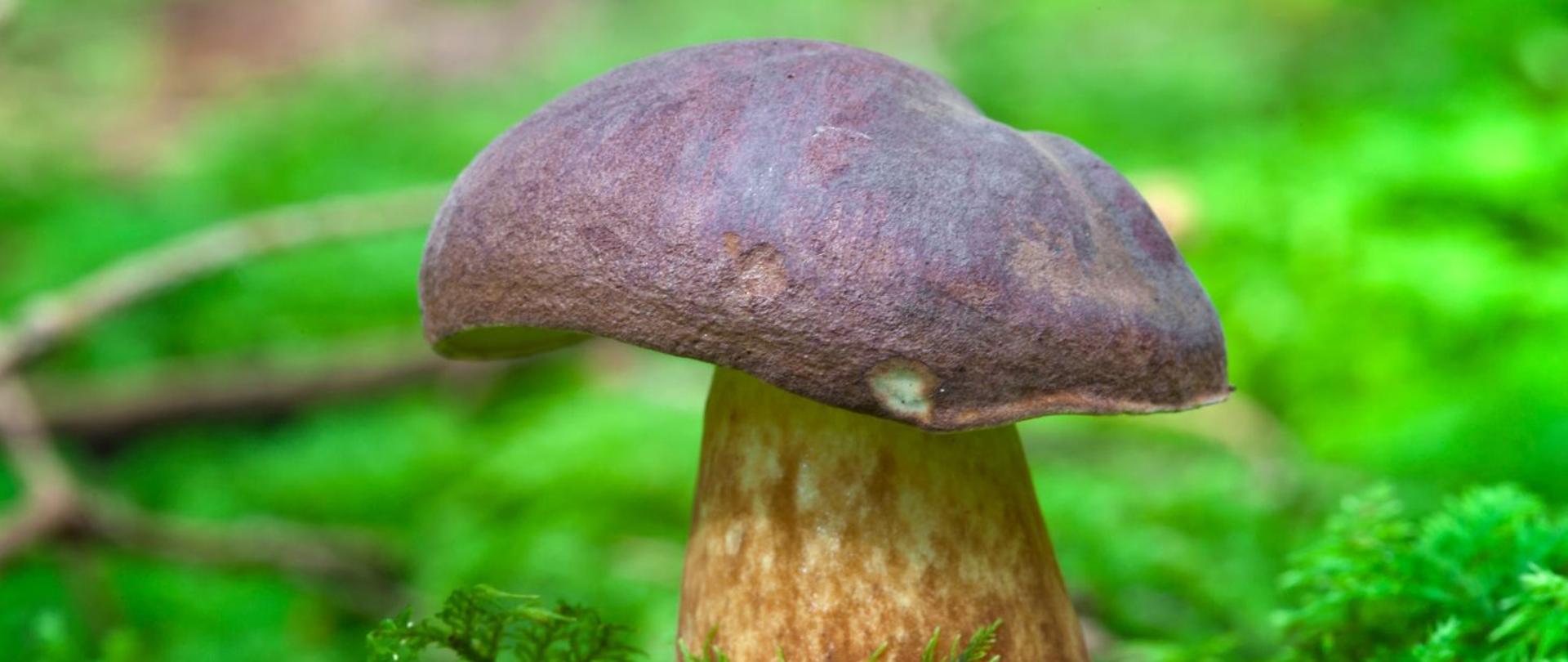 Podgrzybek na tle zielonego mchu