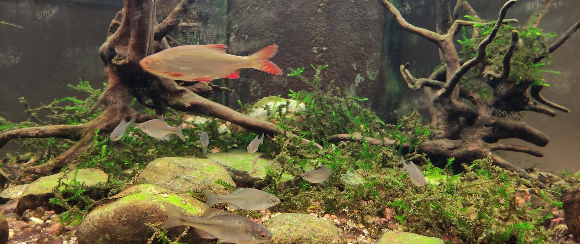 Nowe gatunki ryb w akwarium Regionalnej Dyrekcji Ochrony Środowiska w Warszawie