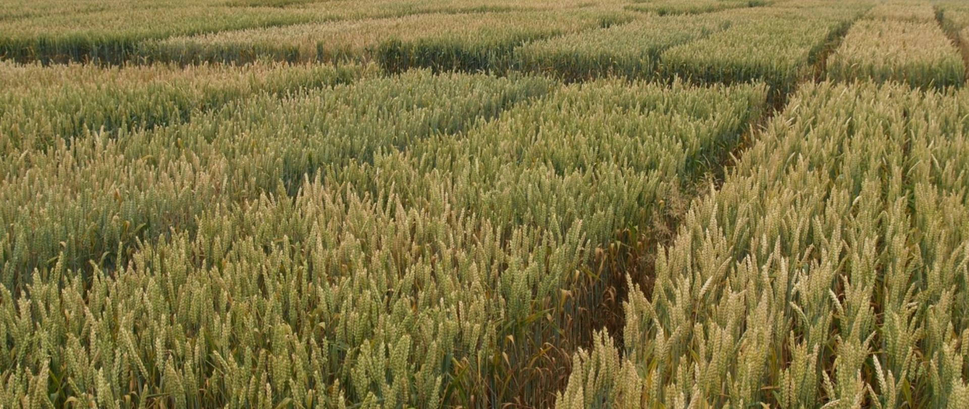 Poletko odmianowe 2025