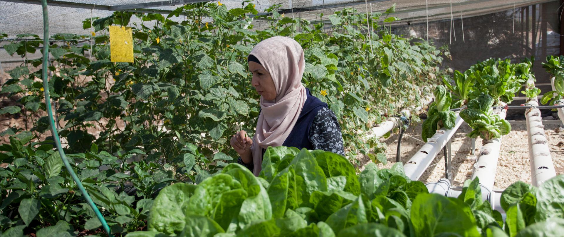 kobieta w prowizorycznej szklarni wśród upraw hydroponicznych