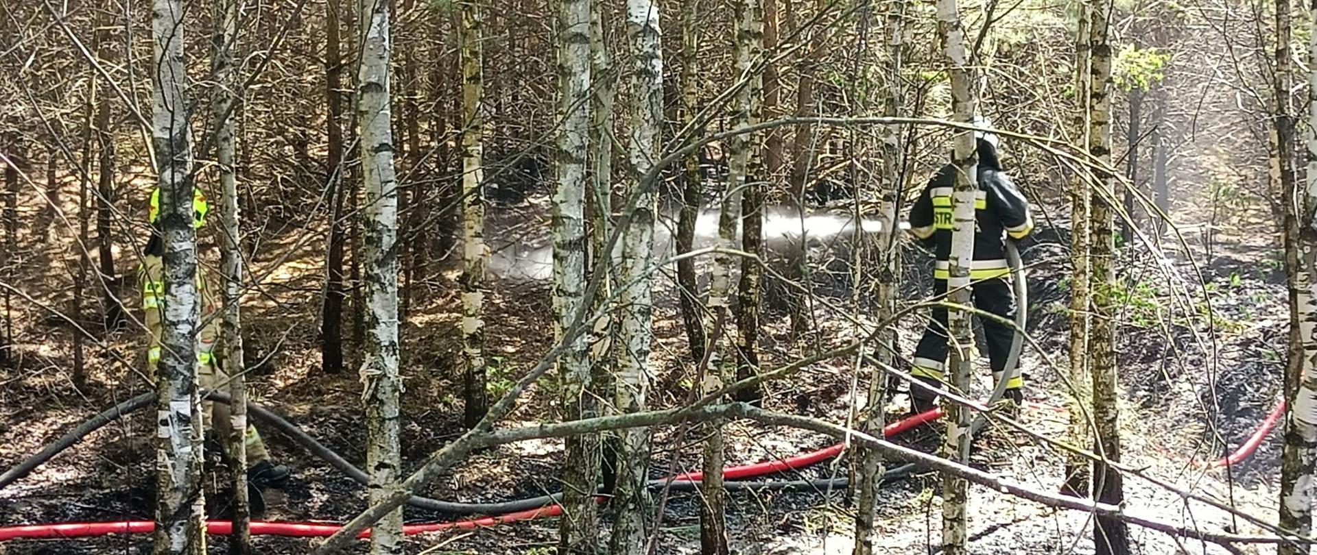 Pożar lasu na terenie kompleksu leśnego Czerwony Bór