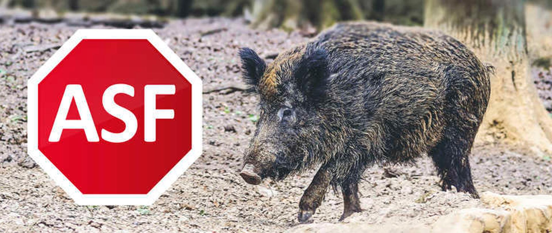 Afrykański pomór świń (ASF)