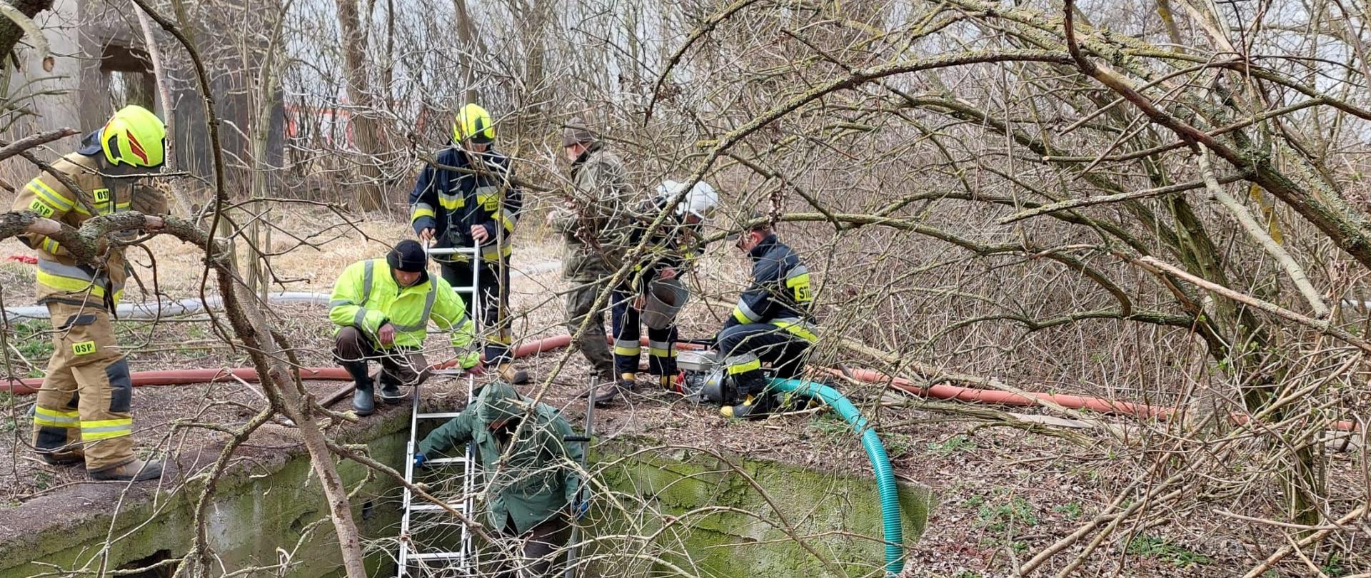 Ewakuacja bobra w miejscowości Giżewo