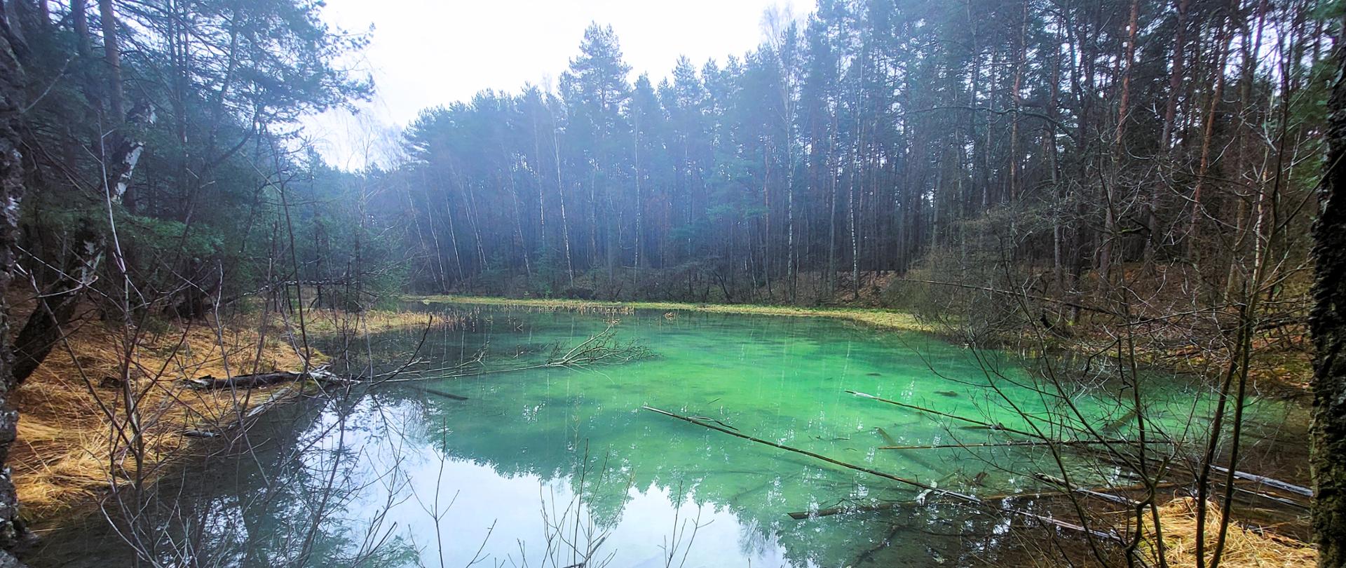 zbiornik wodny w lesie