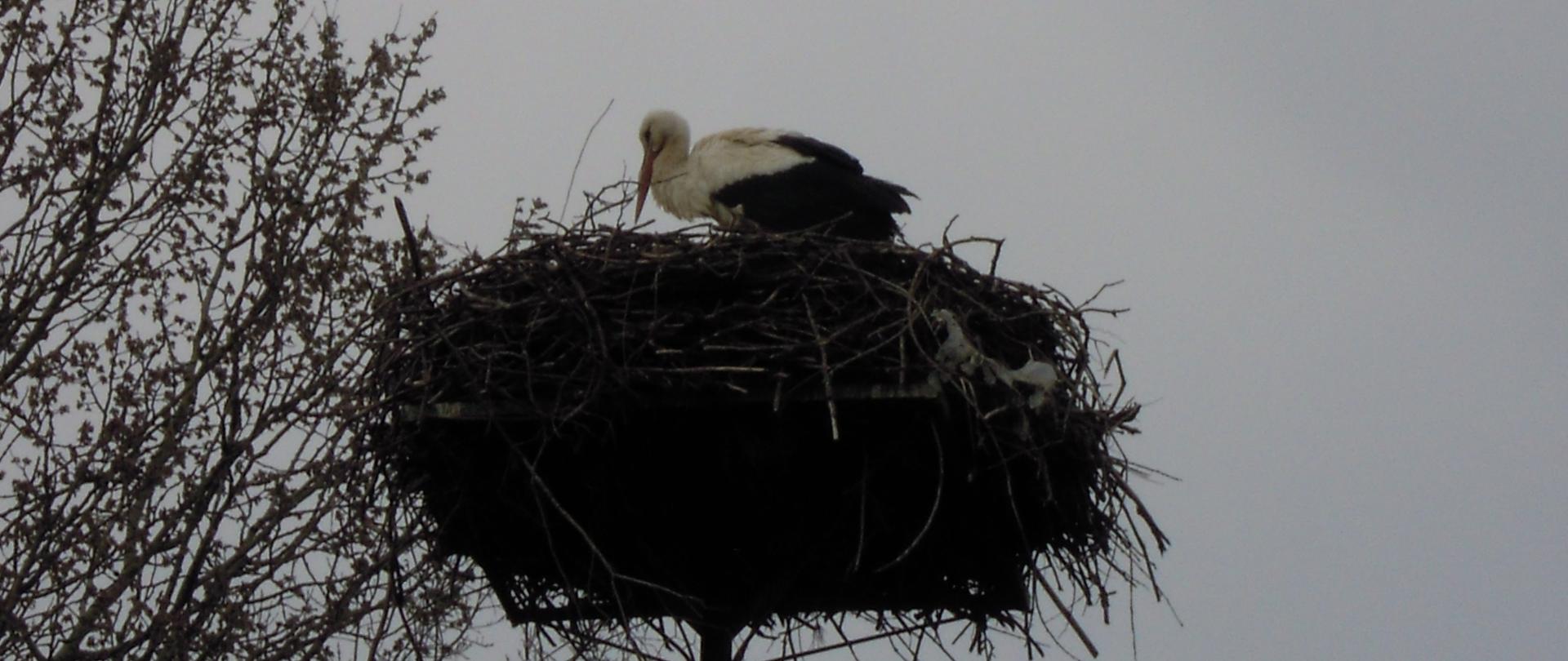 Gniazdo bocianie