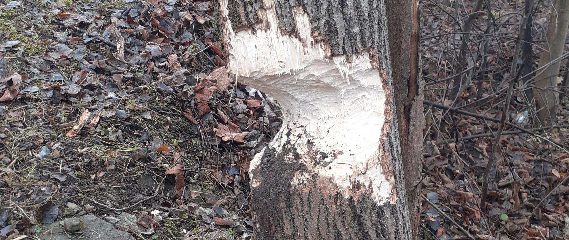 Widok drzewa podgryzionego przez bobry z bliska. W tle samochód pożarniczy.