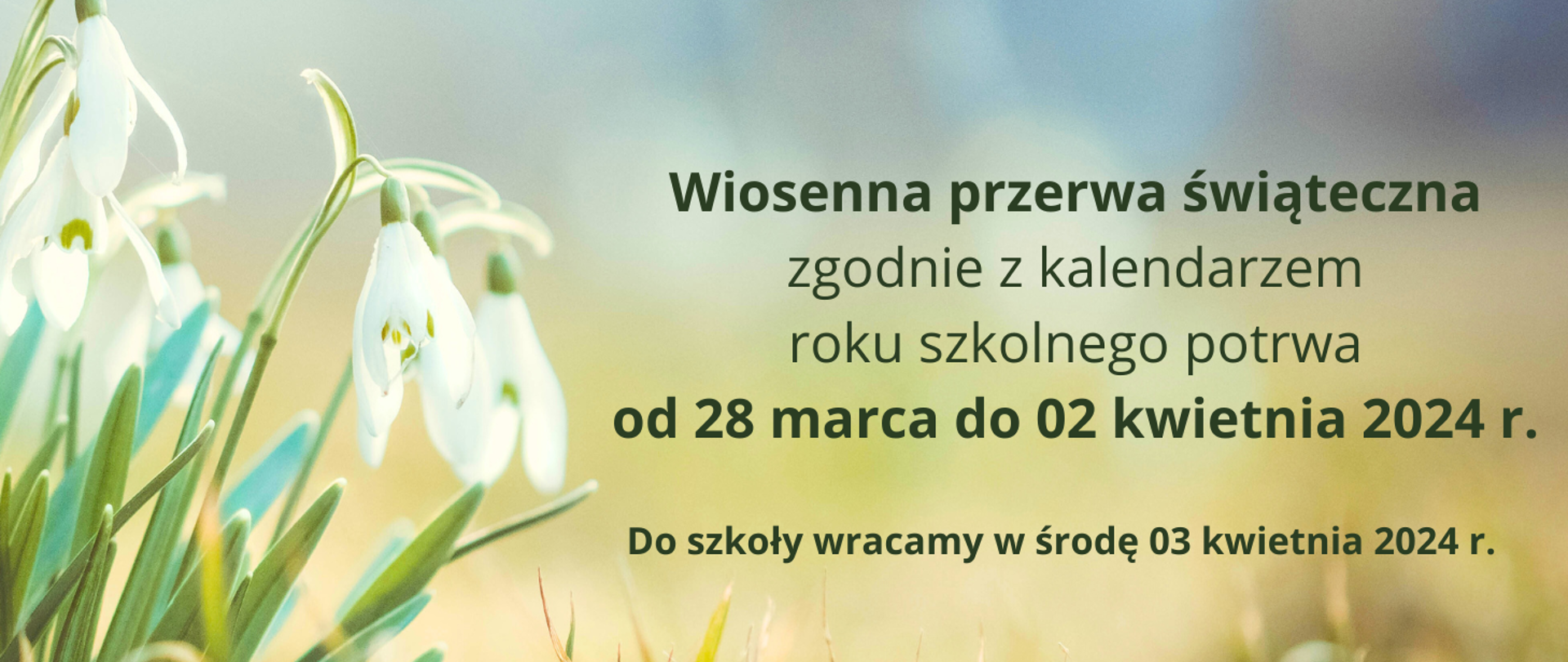 Na obrazku po lewej stronie kwitnące białe krokusy. Tło w odcieniach zieleni. Po prawej stronie napis informujący o okresie trwania wiosennej przerwy świątecznej.