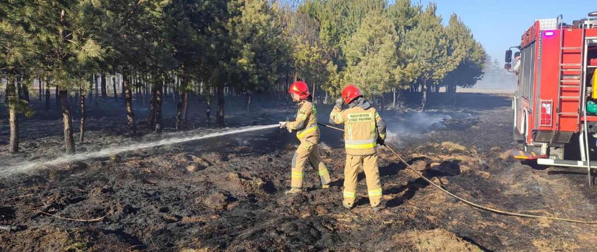 Pożarzysko, na pierwszym planie dwóch strażaków w ubraniach specjalnych przelewają teren po pożarze trawy i poszycia w lesie, z prawej strony samochód pożarniczy