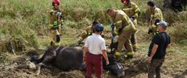 Koń uwięziony w bagnie odkopywany przy pomocy łopat przez strażaków