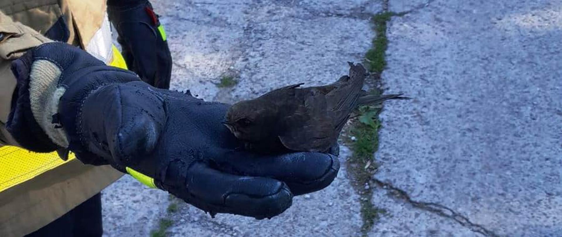 Ptak na ręce strażaka