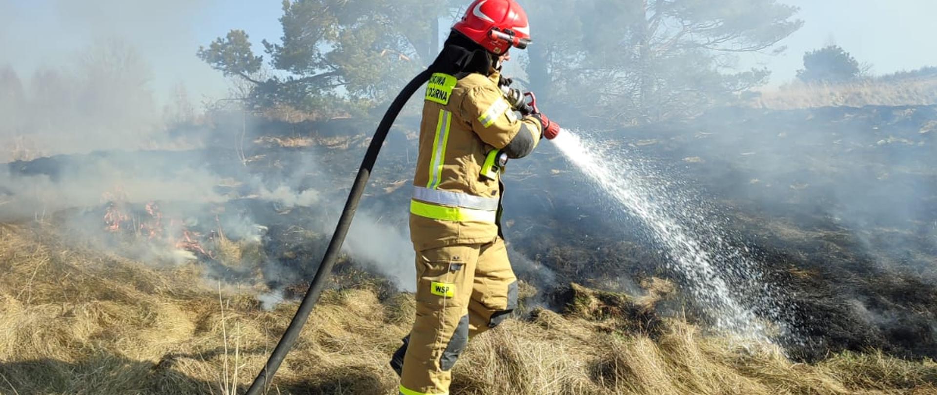 Strażak przy pomocy wody gasi palącą się łąkę. 