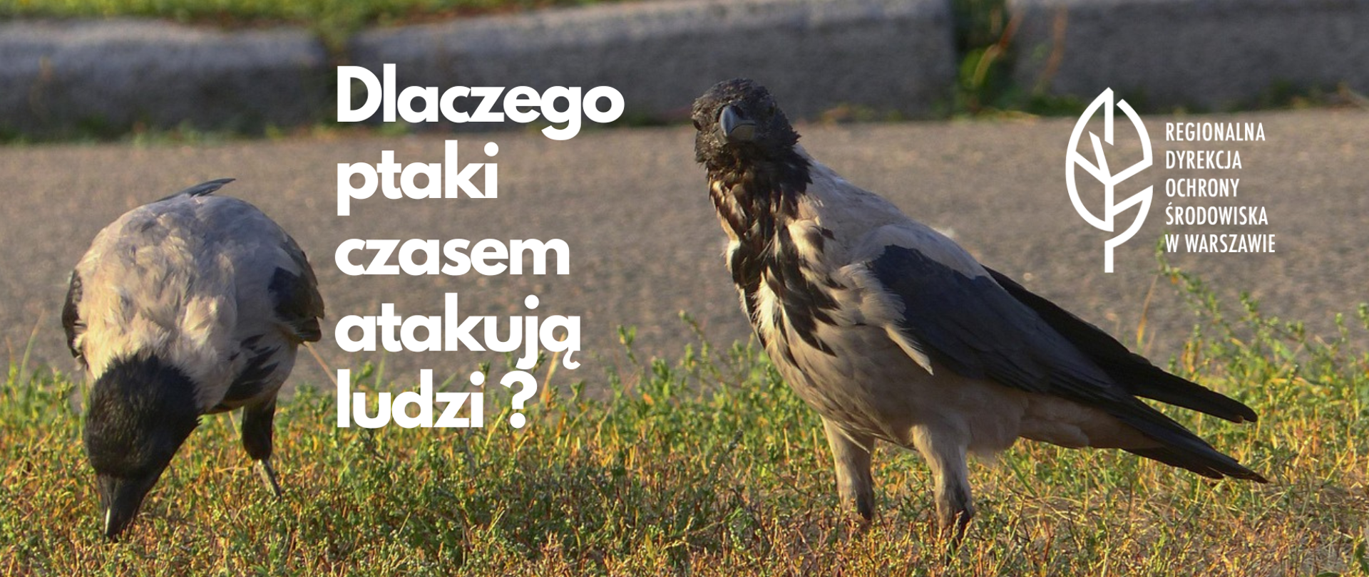 Na trawniku dwie wrony, jedna patrzy w obiektyw, hasło: Dlaczego ptaki czasem atakują ludzi?