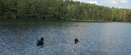 Jezioro otoczone lasem. Na środku jeziora widać dwóch nurków w czarnych kombinezonach.