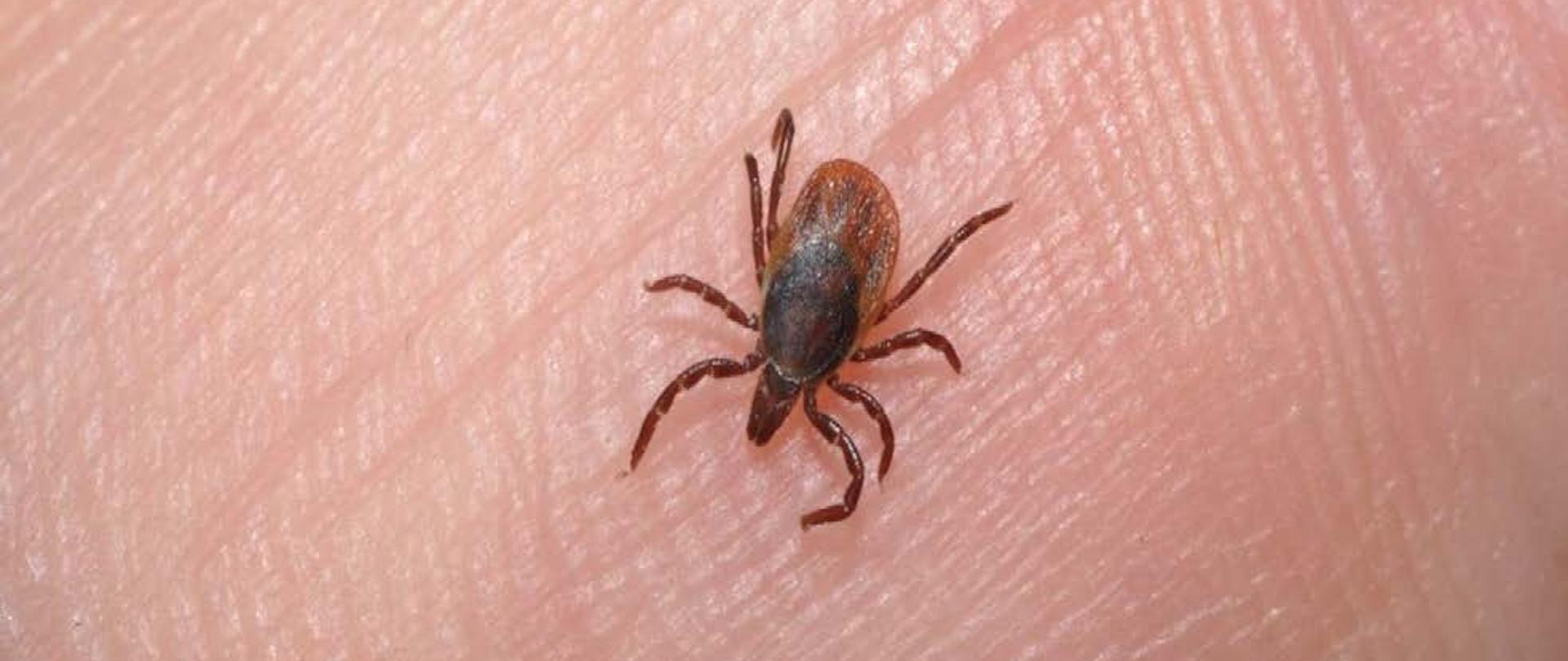 Kleszcze - zdjęcie poglądowe