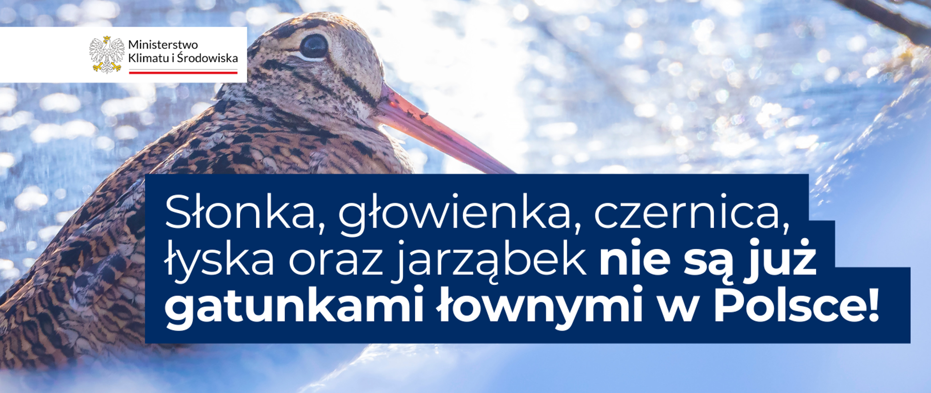 Słonka, głowienka, czernica, łyska oraz jarząbek nie są już gatunkami łownymi w Polsce