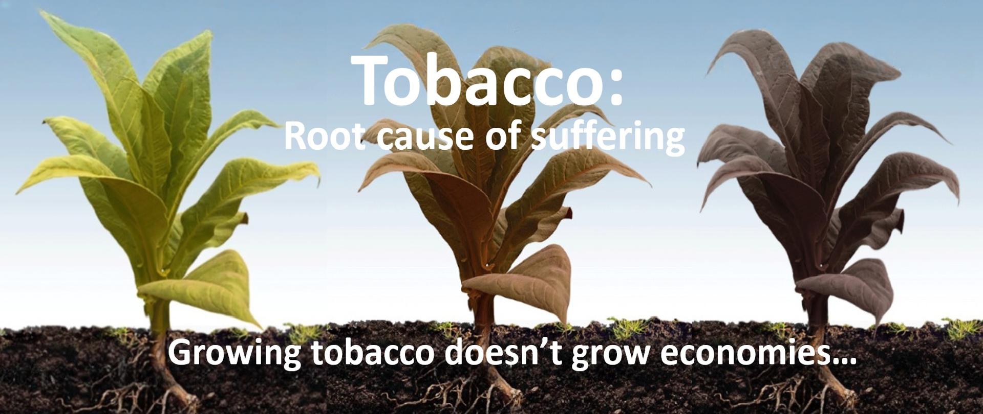 ŚWIATOWY DZIEŃ BEZ TYTONIU - 31 MAJA