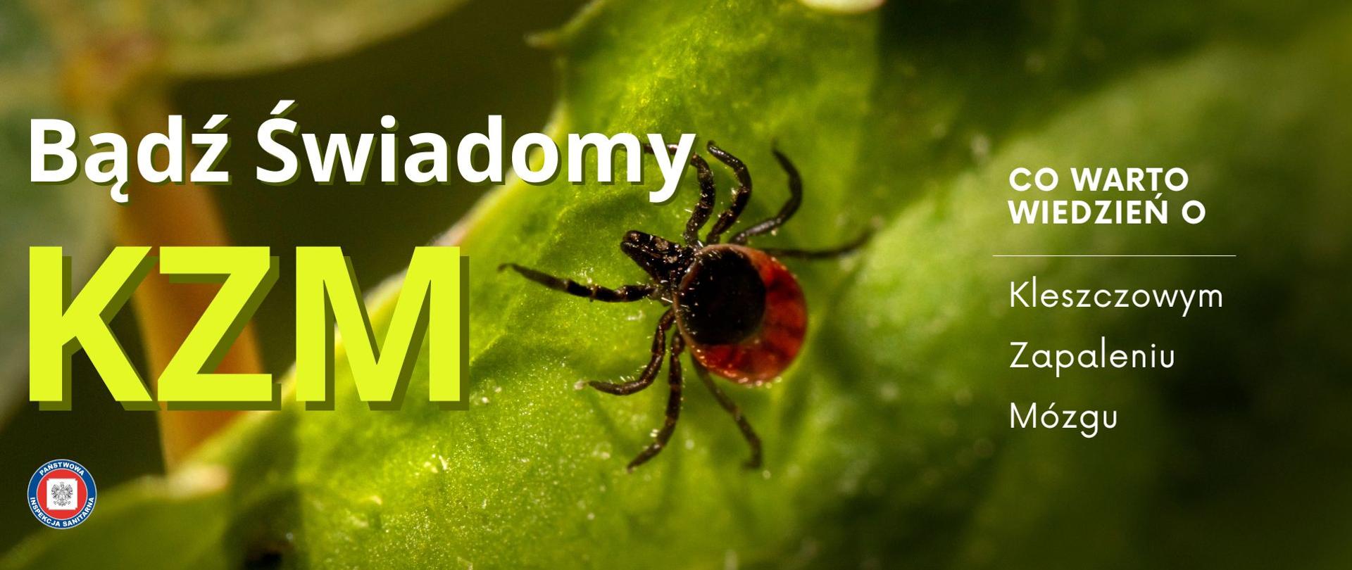 Kleszcz siedzący na zielonym liściu