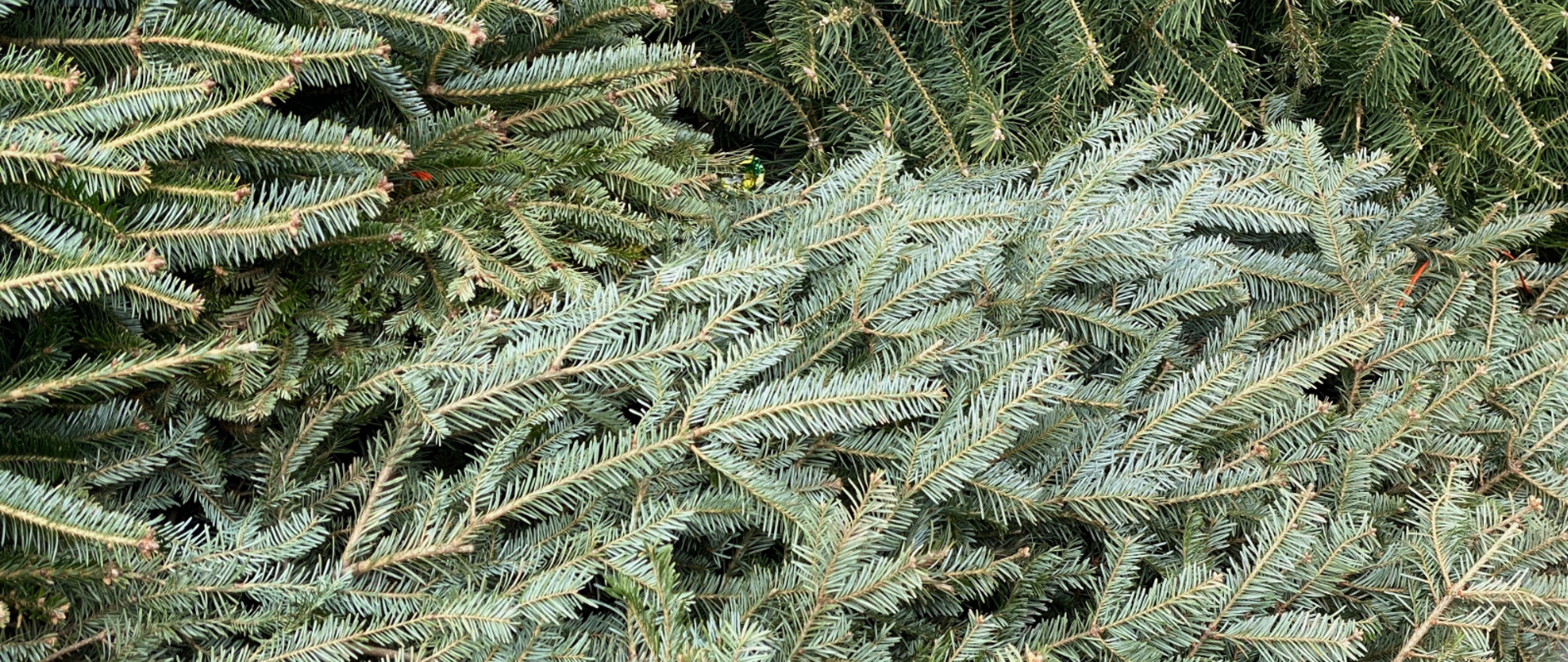 Choinki, leżące, gałęzie. 