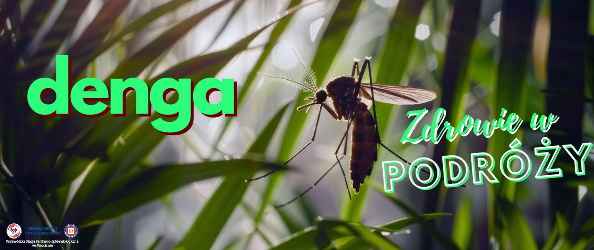 komar siedzący na liściu w tropikalnym lesie