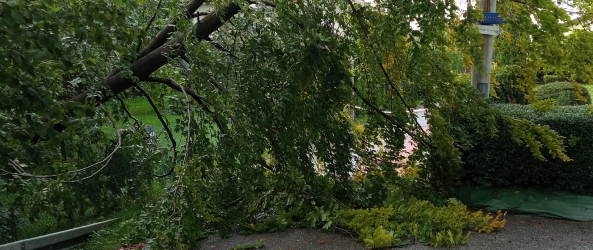 Zdjęcie przedstawia drzewo, które w wyniku podmycia korzeni przez wezbrany potok przewróciło się na linię energetyczną i jednocześnie zablokowało przejazd drogą lokalną