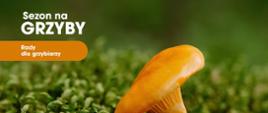 Infografika sezon na grzyby rady dla grzybiarza