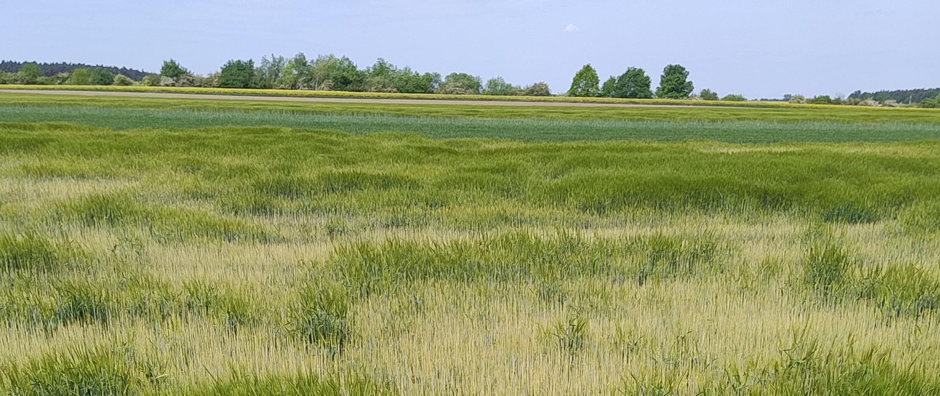 Zdjęcie przedstawia plantację jęczmienia ozimego - rejon Rozmierki