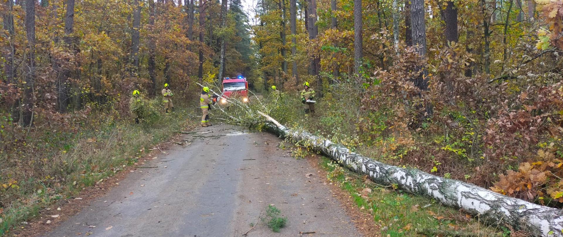 Na zdjęciu widoczne jest drzewo przewrócone na jezdnie i strażacy ,którzy usuwają to drzewo.