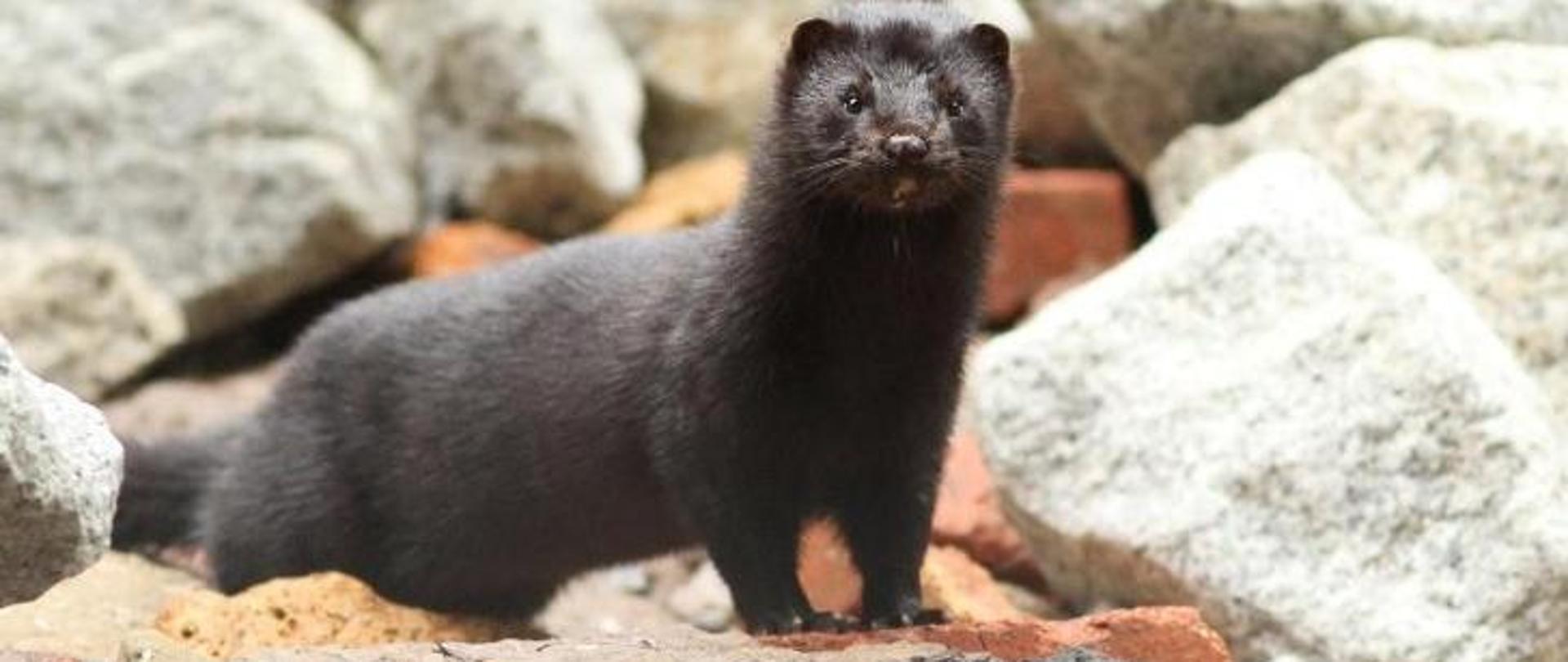 Na tle dużych kamieni stoi zwierzę futerkowe - norka amerykańska.